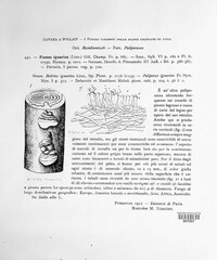 Phellinus rimosus image